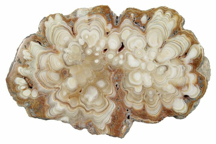 Polished Aragonite Stalactite Slice - Morocco #255368